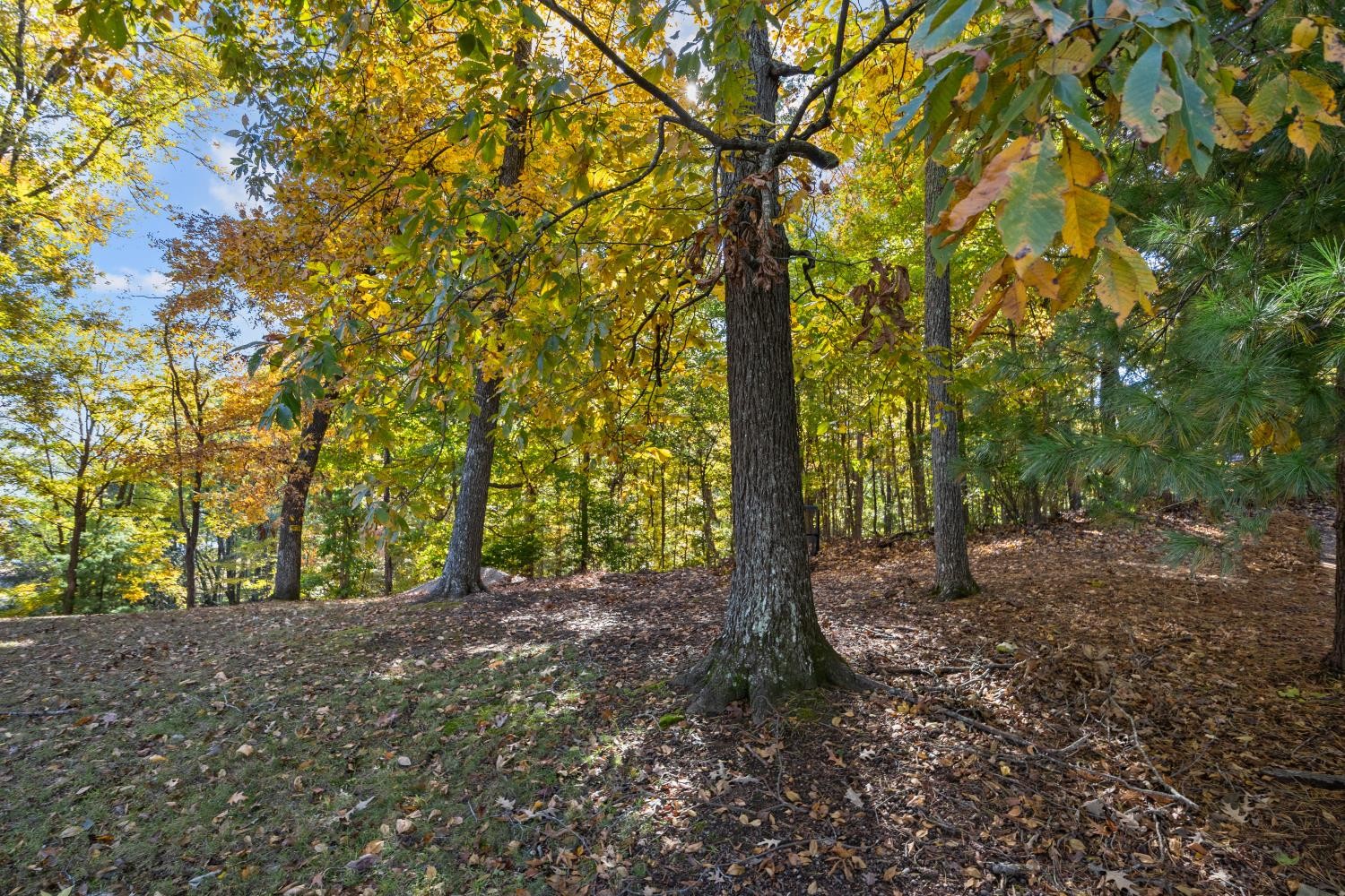 0 Stirling Road Camden, TN 38320 - Photo 5 of 41 a view of outdoor space and trees