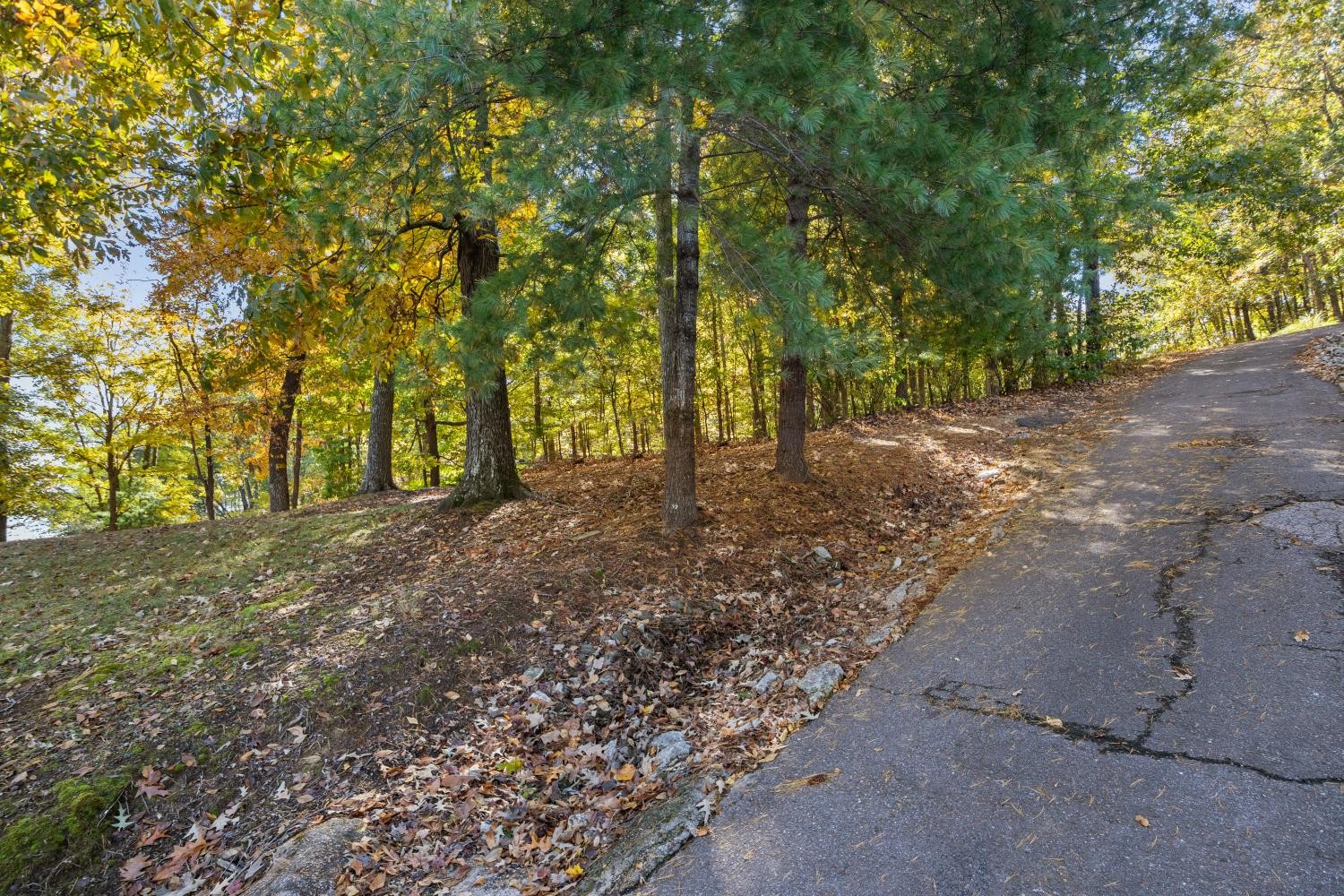0 Stirling Road Camden, TN 38320 - Photo 7 of 41 a view of a forest with trees in the background