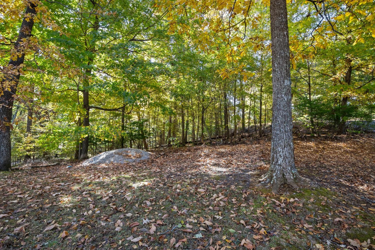 0 Stirling Road Camden, TN 38320 - Photo 8 of 41 a view of a forest with trees