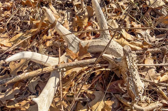 $295,000 | C Hwy Highway, Albany, MO 64402