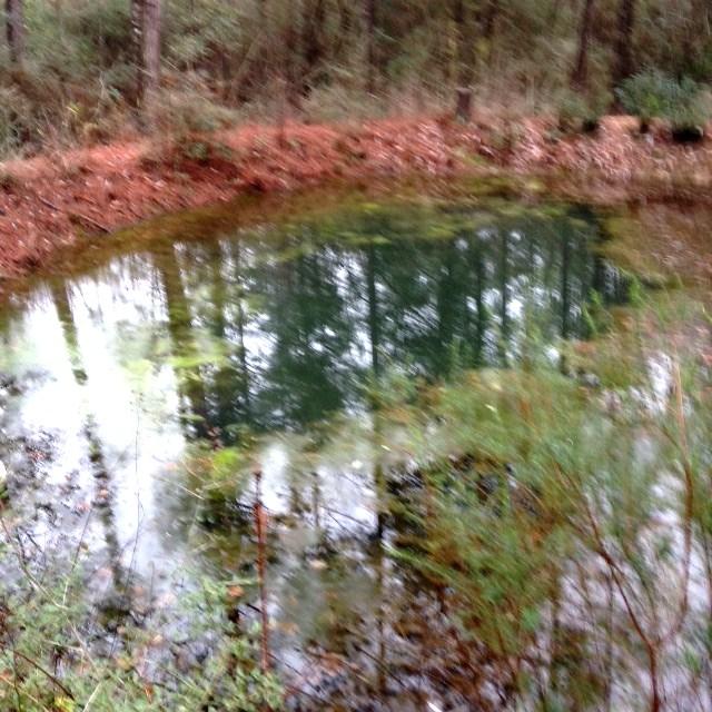 339 Valley Ridge Road DeFuniak Springs, FL 32435 - Photo 11 of 15 Roma pond
