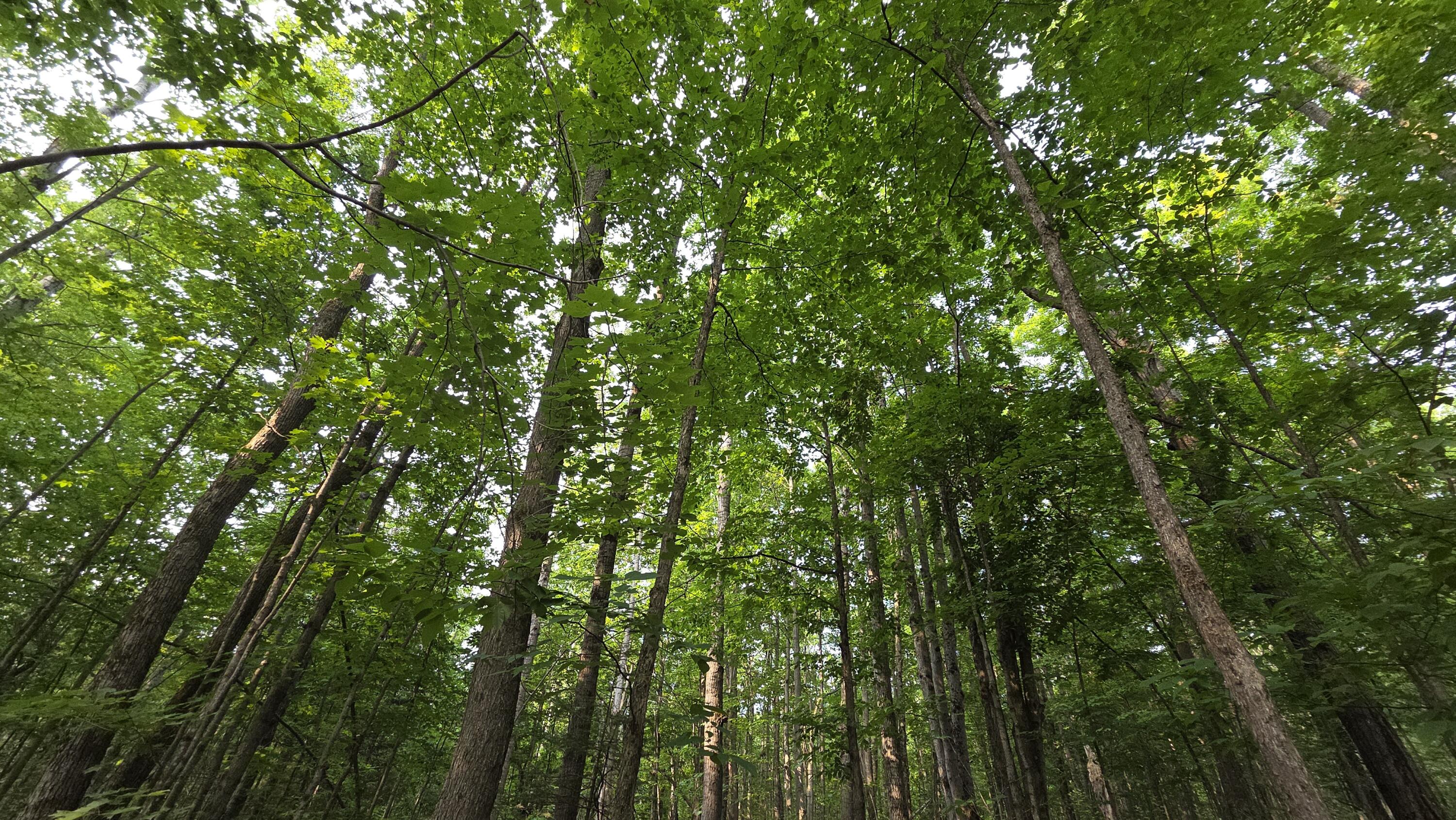 14050 Trowbridge Road Wolverine, MI 49799 - Photo 9 of 21 Trees 2