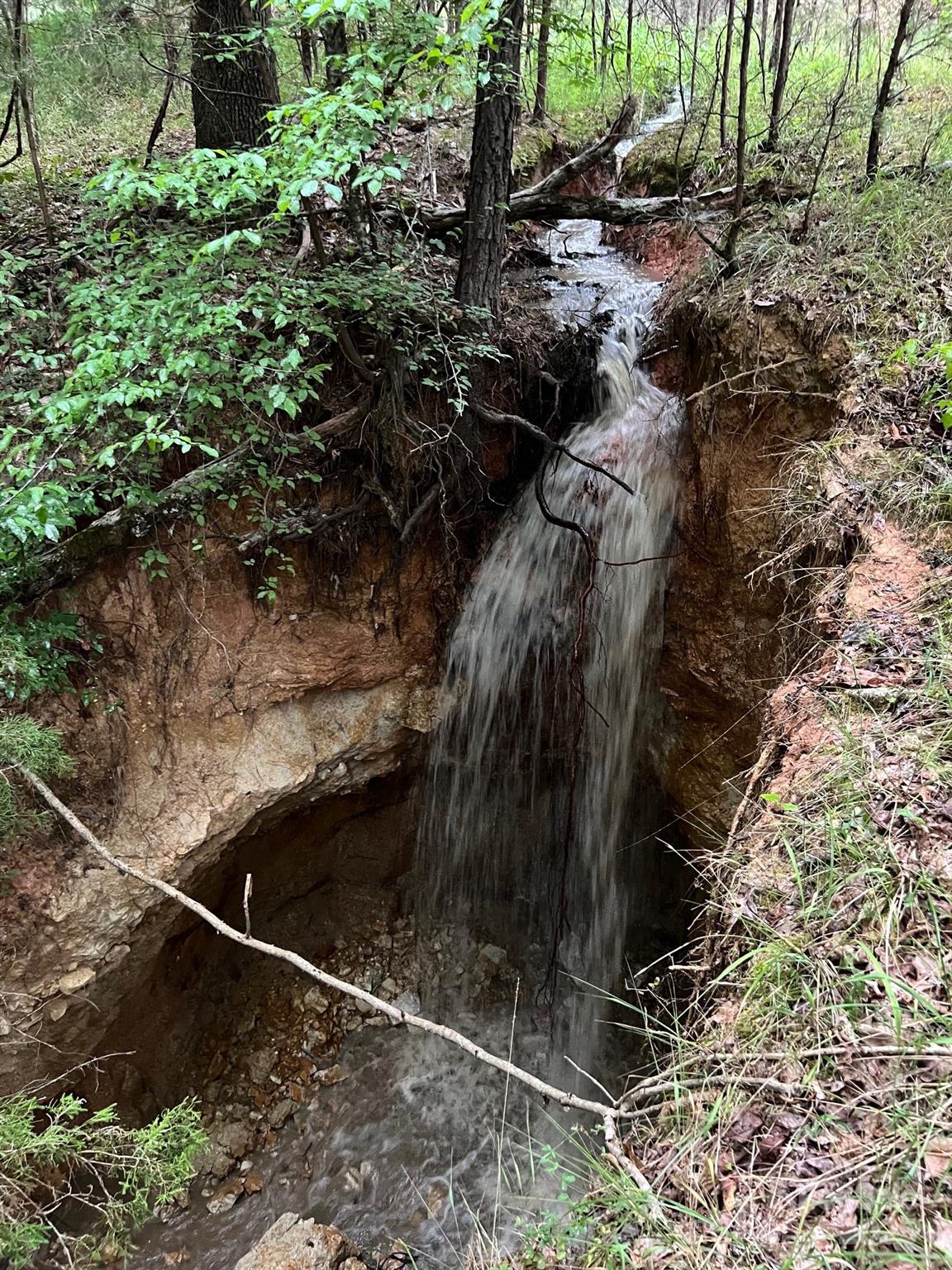 8277 Lockhart Road Sharon, SC 29742 - Photo 21 of 48 a close up of a plant in a backyard