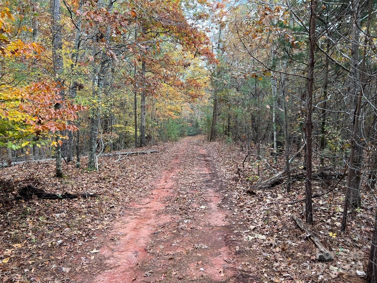 8277 Lockhart Road Sharon, SC 29742 - Photo 33 of 48 a view of a forest with trees in the background