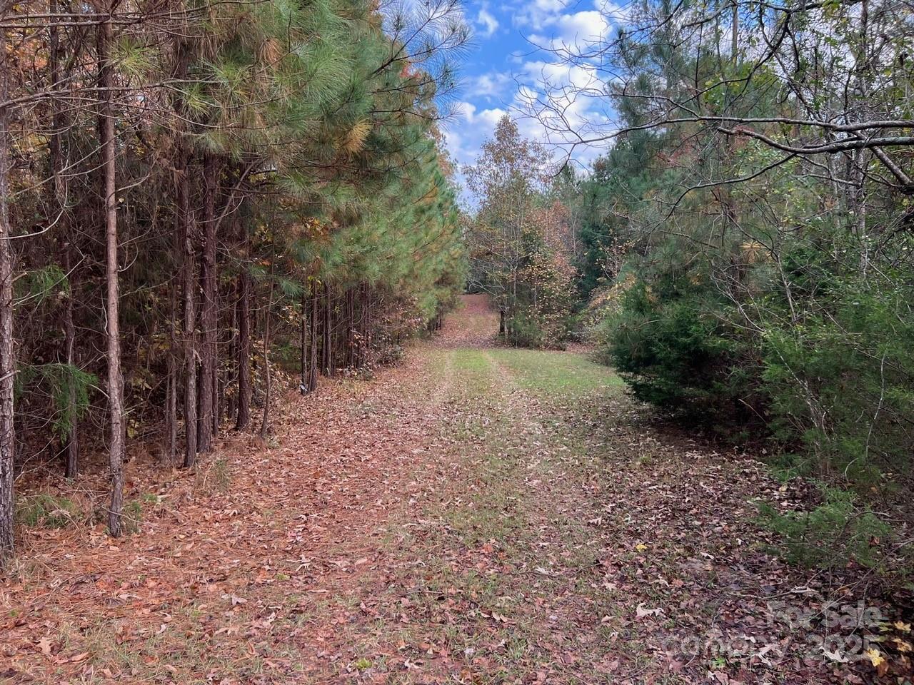 8277 Lockhart Road Sharon, SC 29742 - Photo 36 of 48 a view of a forest with trees