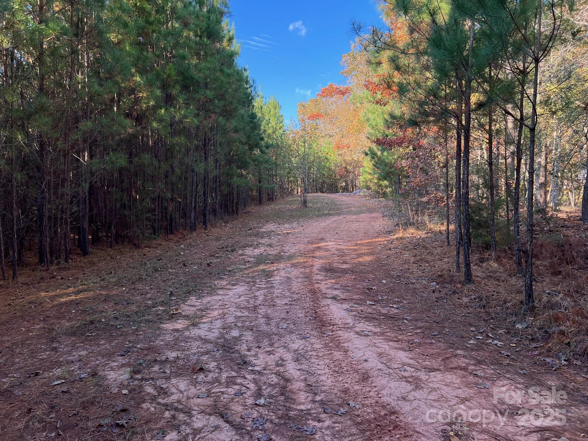 8277 Lockhart Road Sharon, SC 29742 - Photo 43 of 48 a view of a forest with trees in the background
