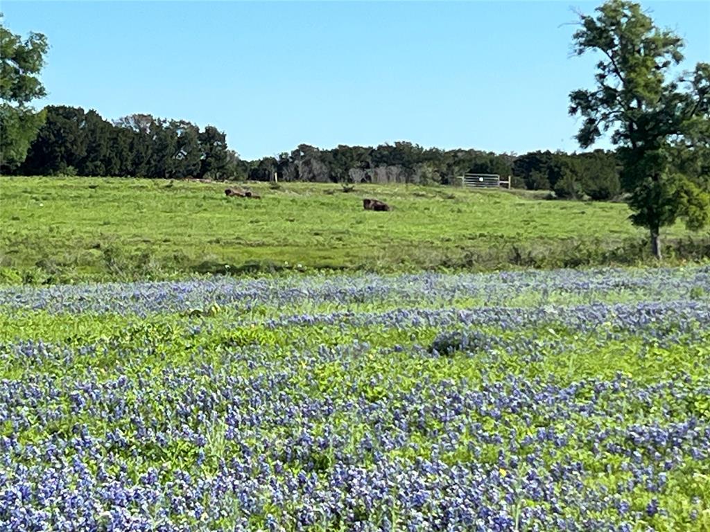 12303 Highway 67 Nemo, TX 76070 - Photo 12 of 18 a view of a lush green space