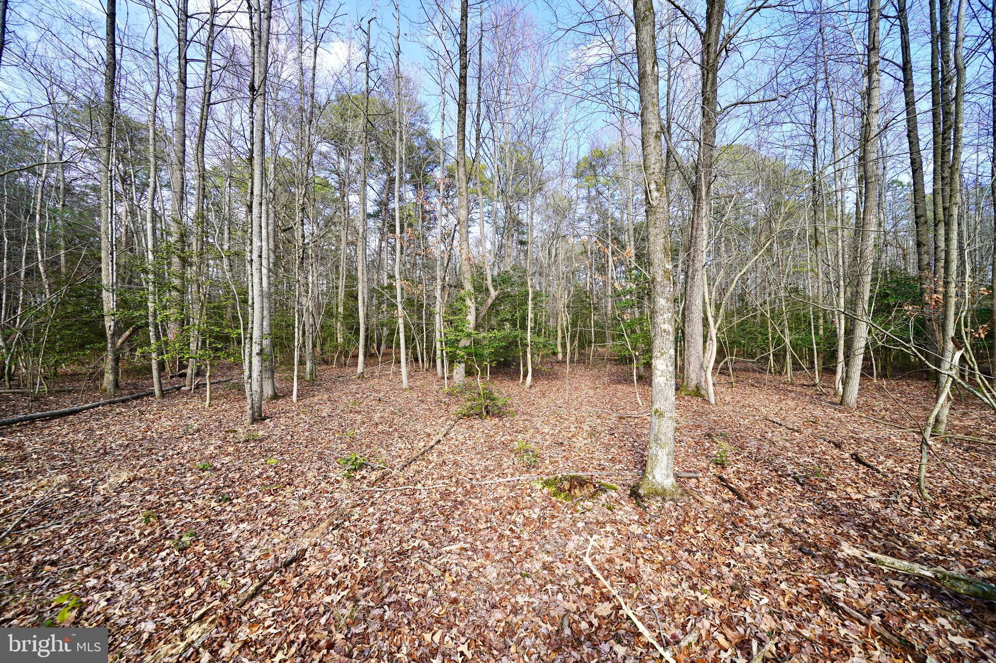Lot 1 Megan Joy Road Lincoln, DE 19960 - Photo 5 of 12 a backyard of a house with lots of green space