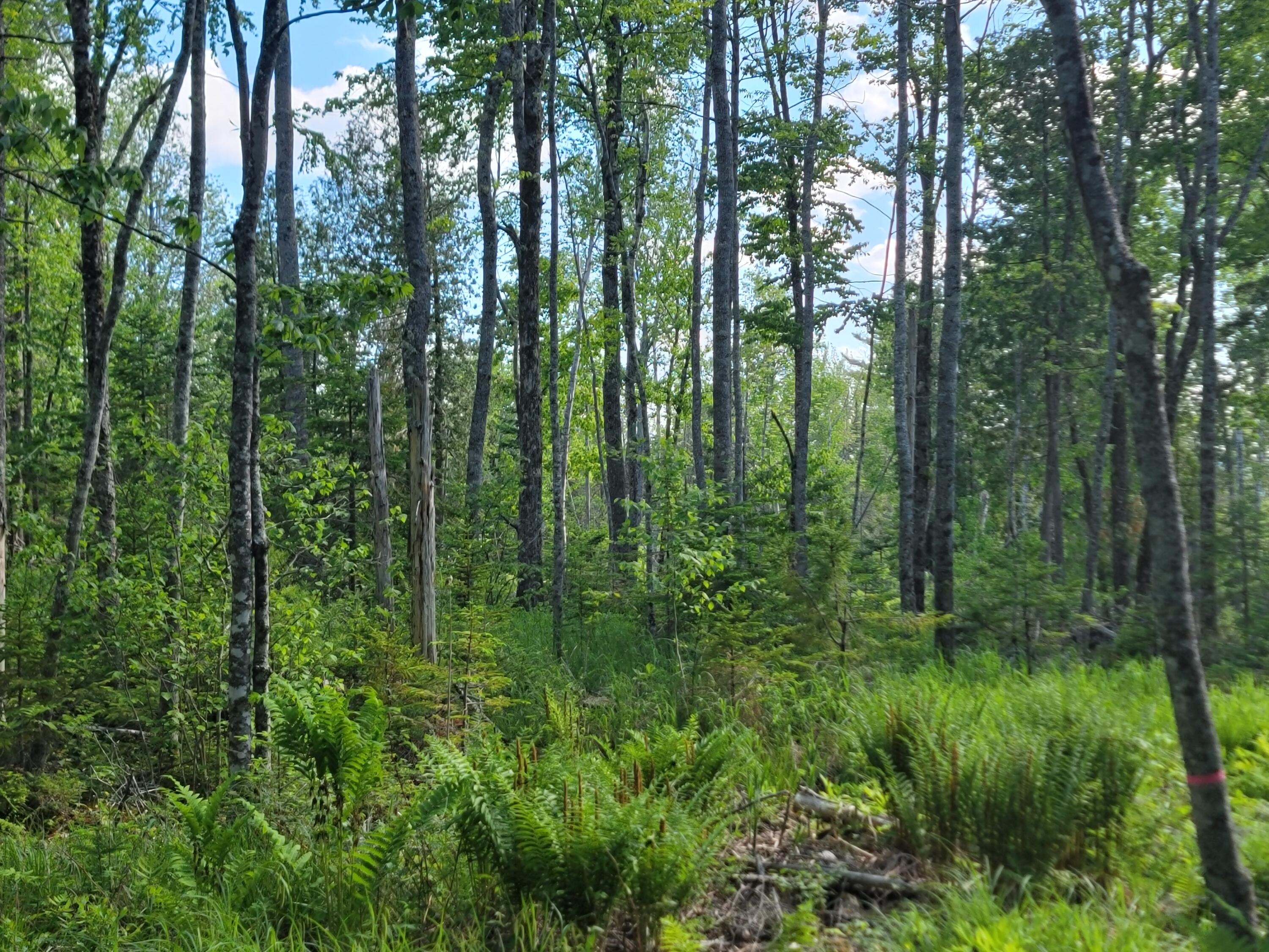 Lot 2 Bayside Road Ellsworth, ME 04605 - Photo 1 of 6 20240529_160147