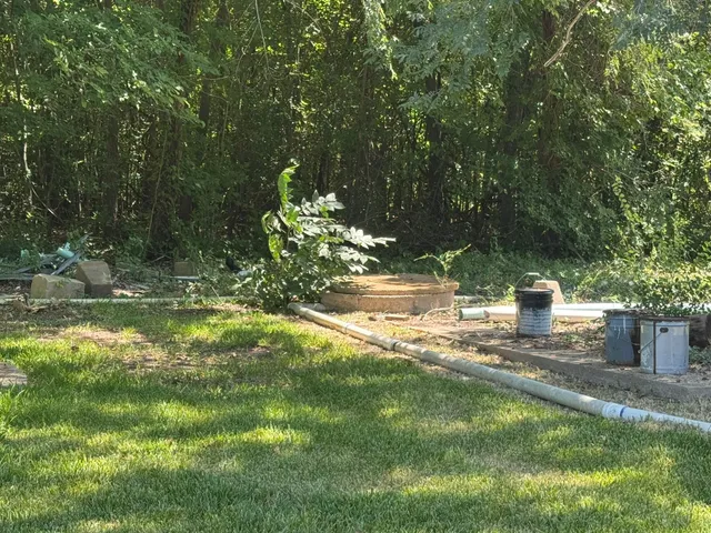 a view of a tree in a yard