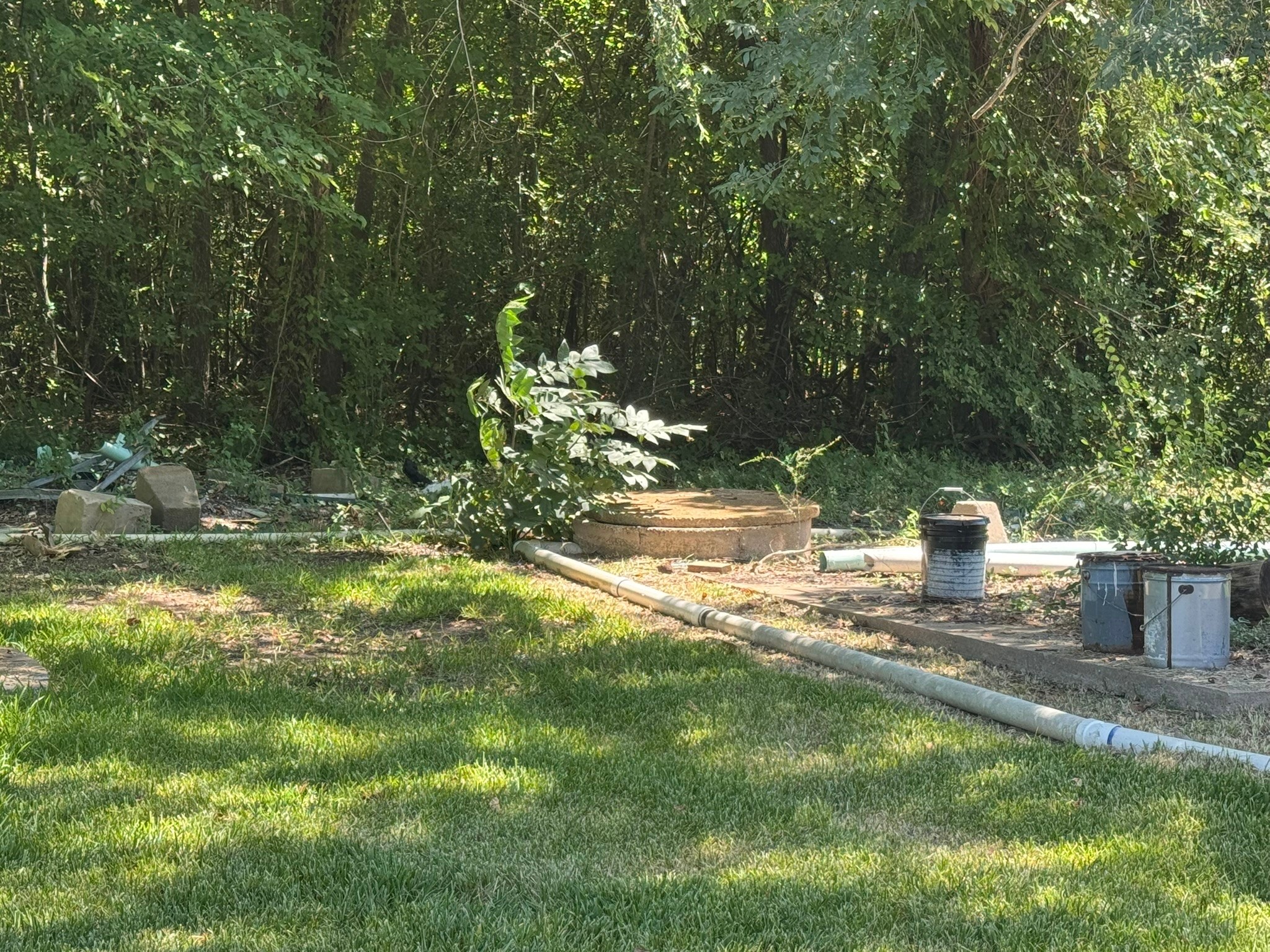a view of a tree in a yard