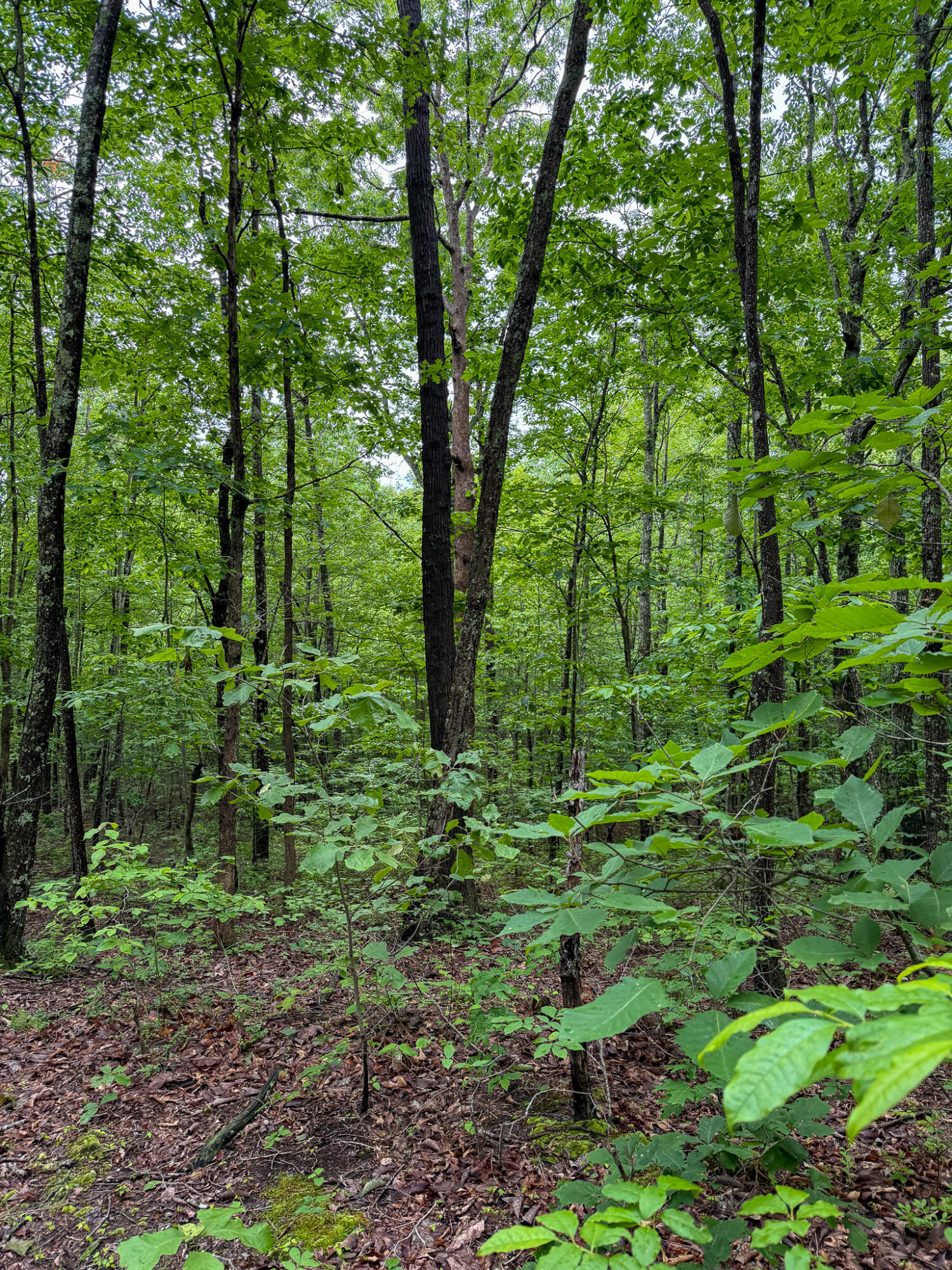 0 Cooper Ridge Road Wallingford, KY 41093 - Photo 4 of 16 Wooded lot featuring mature trees and undergrowth