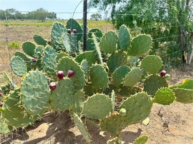 $364,900 | 21407 Buck Fawn Drive, Edinburg, TX 78542