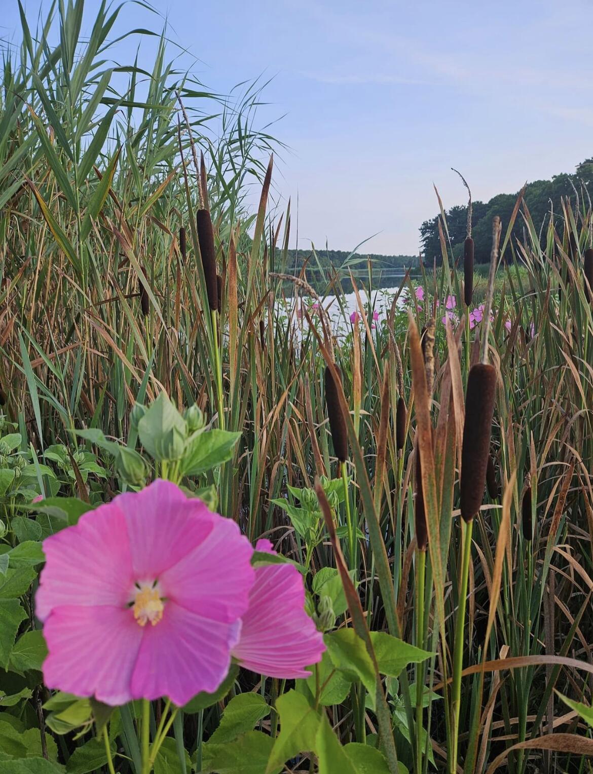 173 Nottingham Drive Centerville, MA 02632 - Photo 44 of 54 Hibiscus.cat.n .nine tail