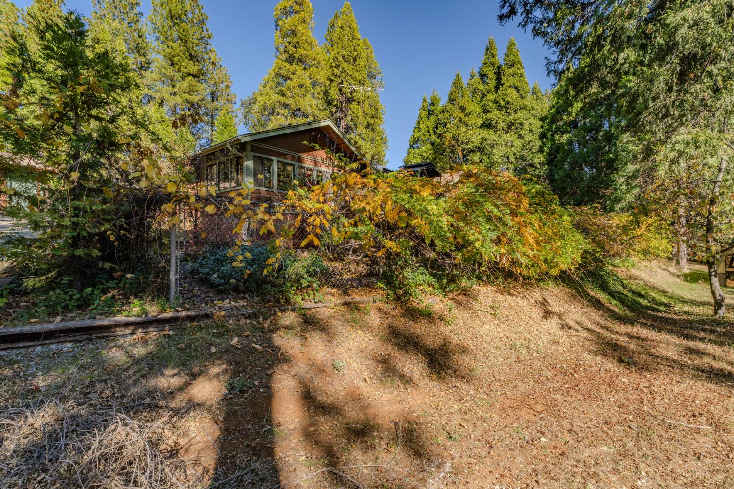 23140 Shake Ridge Road Volcano, CA 95689 - Photo 61 of 81 a view of a yard with plants and large trees