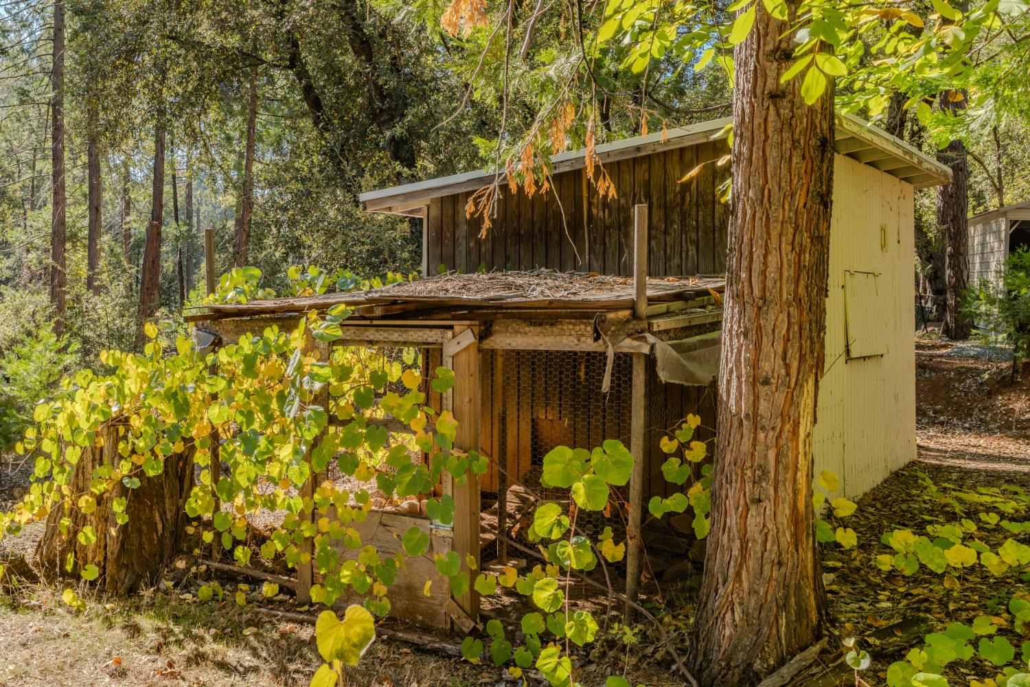 23140 Shake Ridge Road Volcano, CA 95689 - Photo 62 of 81 a view of swimming pool with sitting area