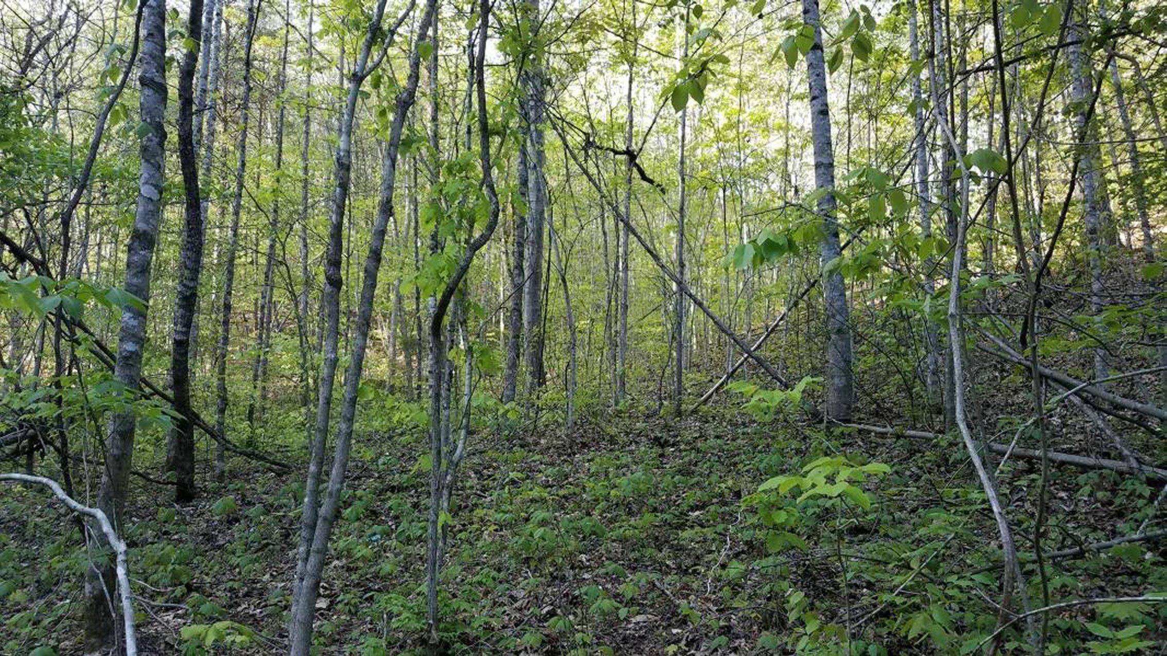 0 Raven Hill Road Tazewell, TN 37879 - Photo 20 of 25 20