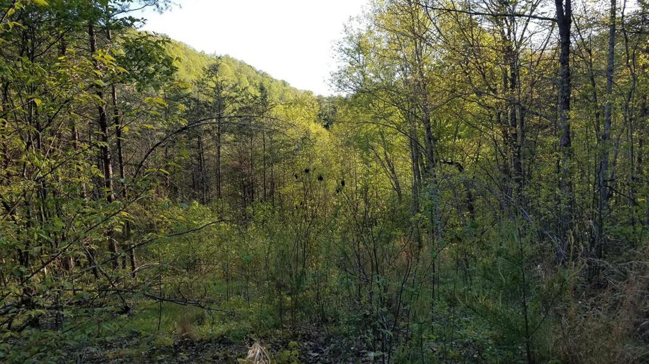 0 Raven Hill Road Tazewell, TN 37879 - Photo 23 of 25 24