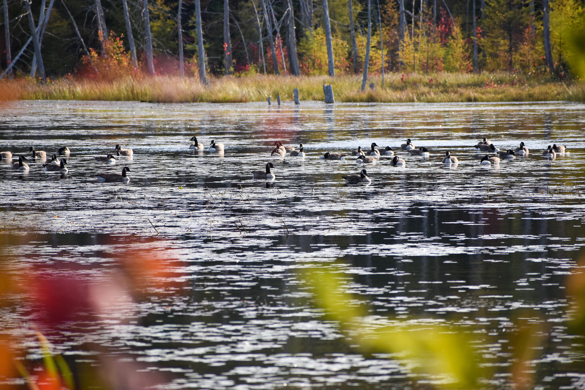 54 Carver Road Milo, ME 04463 - Photo 81 of 89 DSC_0122