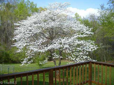 6325 Lochinvar Drive Rural Hall, NC 27045 - Photo 8 of 9 Other. Beautiful flowering trees
