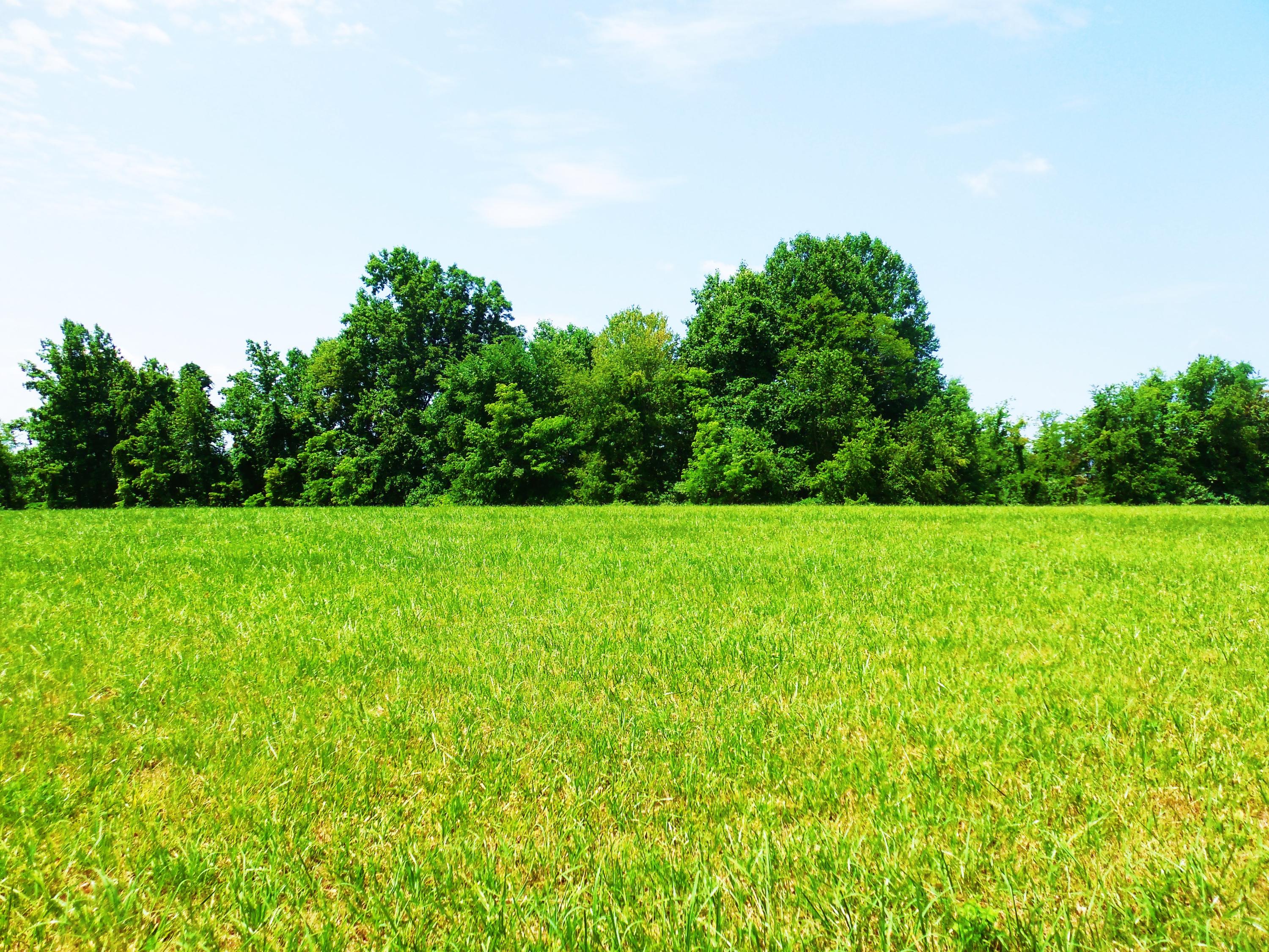Lot 17 Horseshoe Bend Road Goodview, VA 24095 - Photo 19 of 31 a view of a garden with plants and large trees