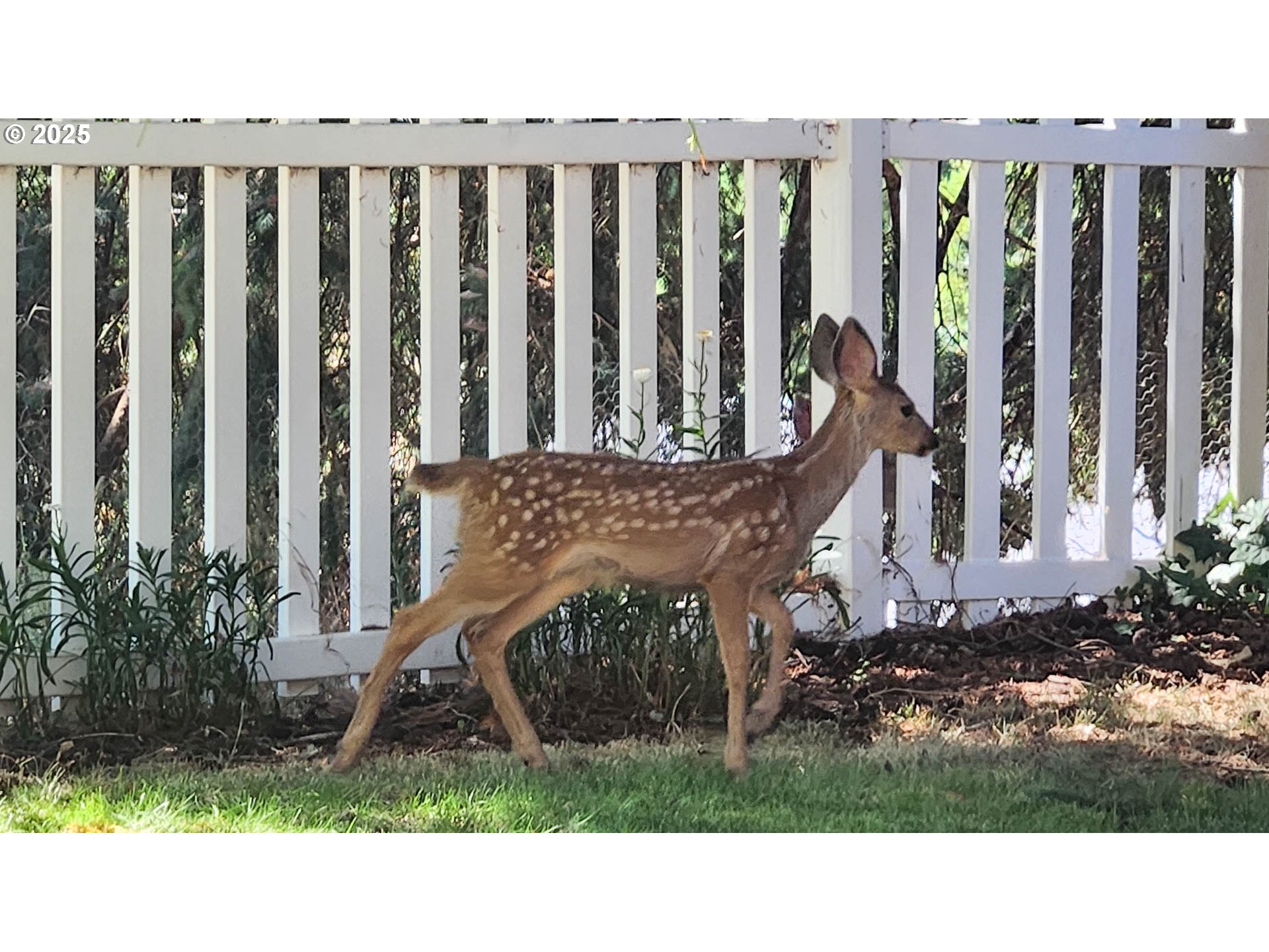6649 Garden Valley Road Roseburg, OR 97471 - Photo 11 of 44 a black and white photo of a garden