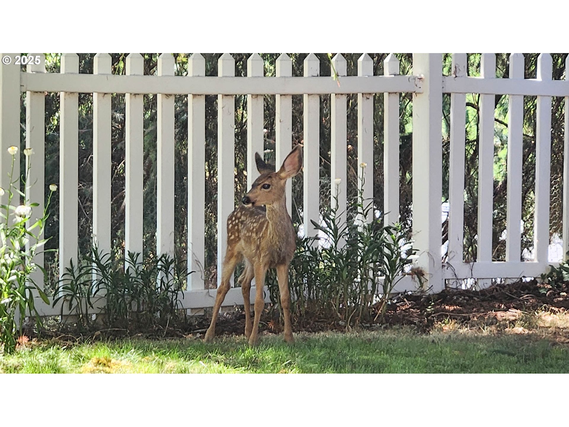 6649 Garden Valley Road Roseburg, OR 97471 - Photo 10 of 44 a black and white wall with a garden