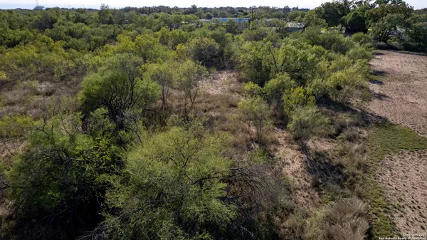 a view of a yard with a large tree