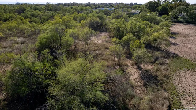 a view of a yard with a large tree
