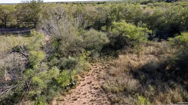 a view of a forest with trees in the background