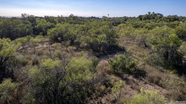 a view of a forest with a street