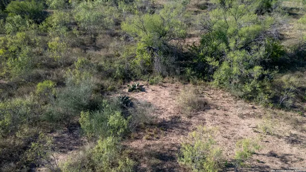 a view of a forest with trees in the background