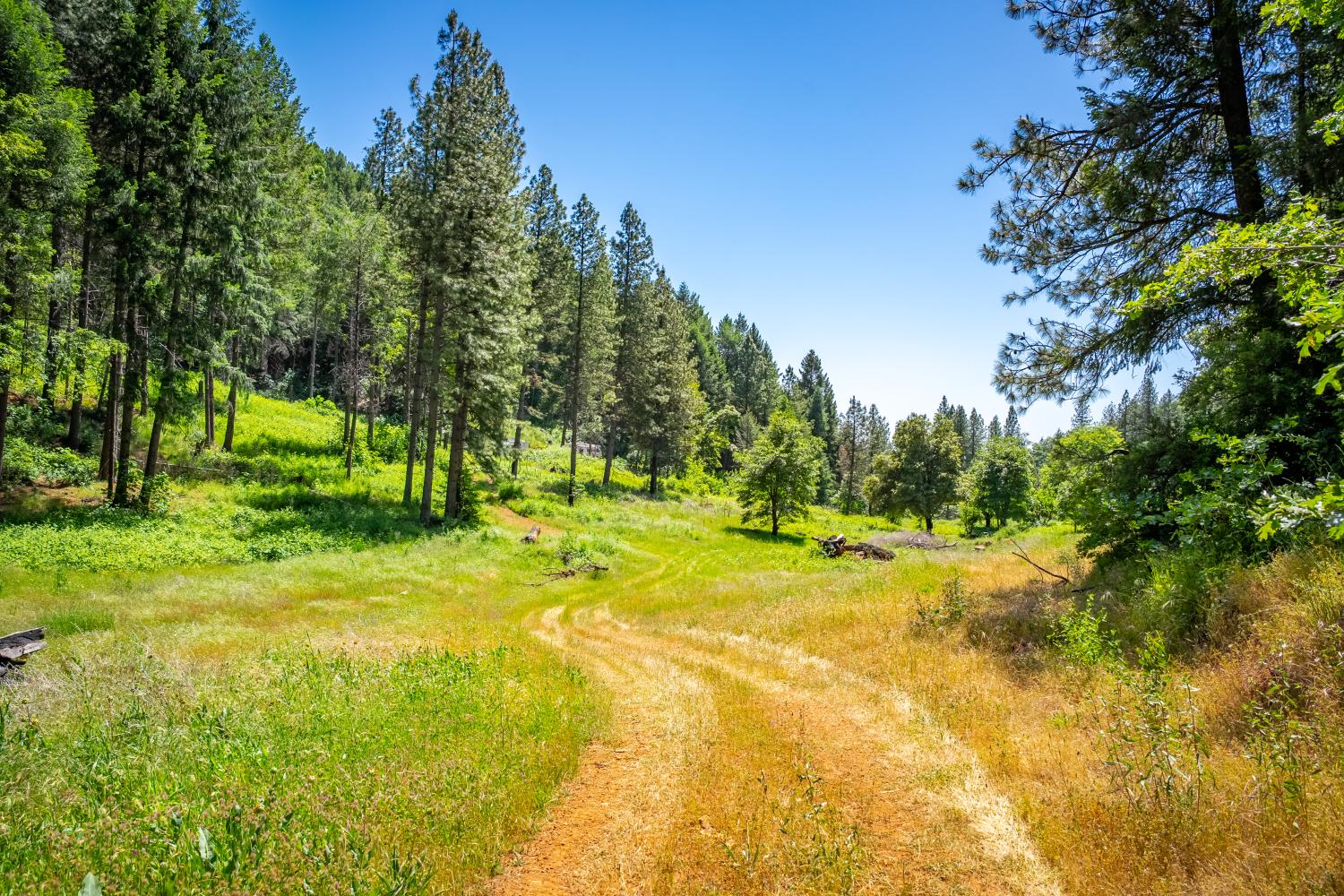 a view of back yard with trees