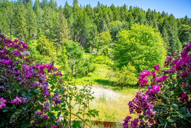 a view of a flower in a garden