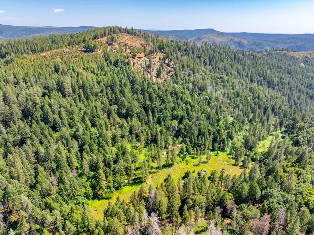 a view of a lush green forest with a mountain