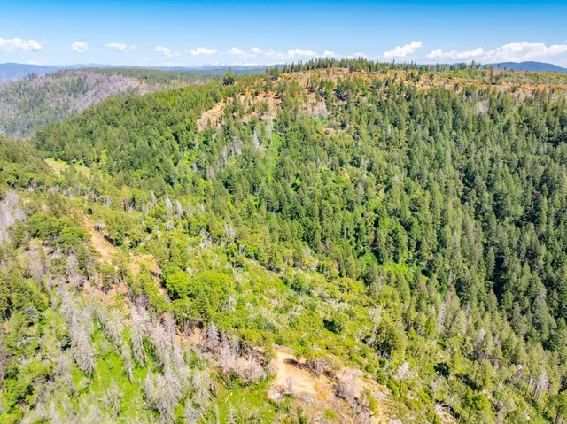 a view of a yard with plants and large trees