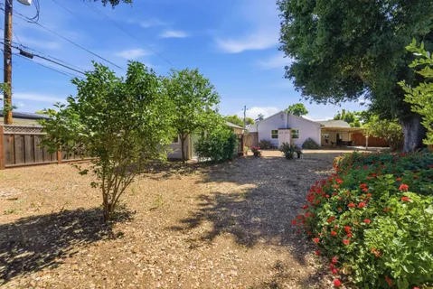 a view of a yard with plants and a tree