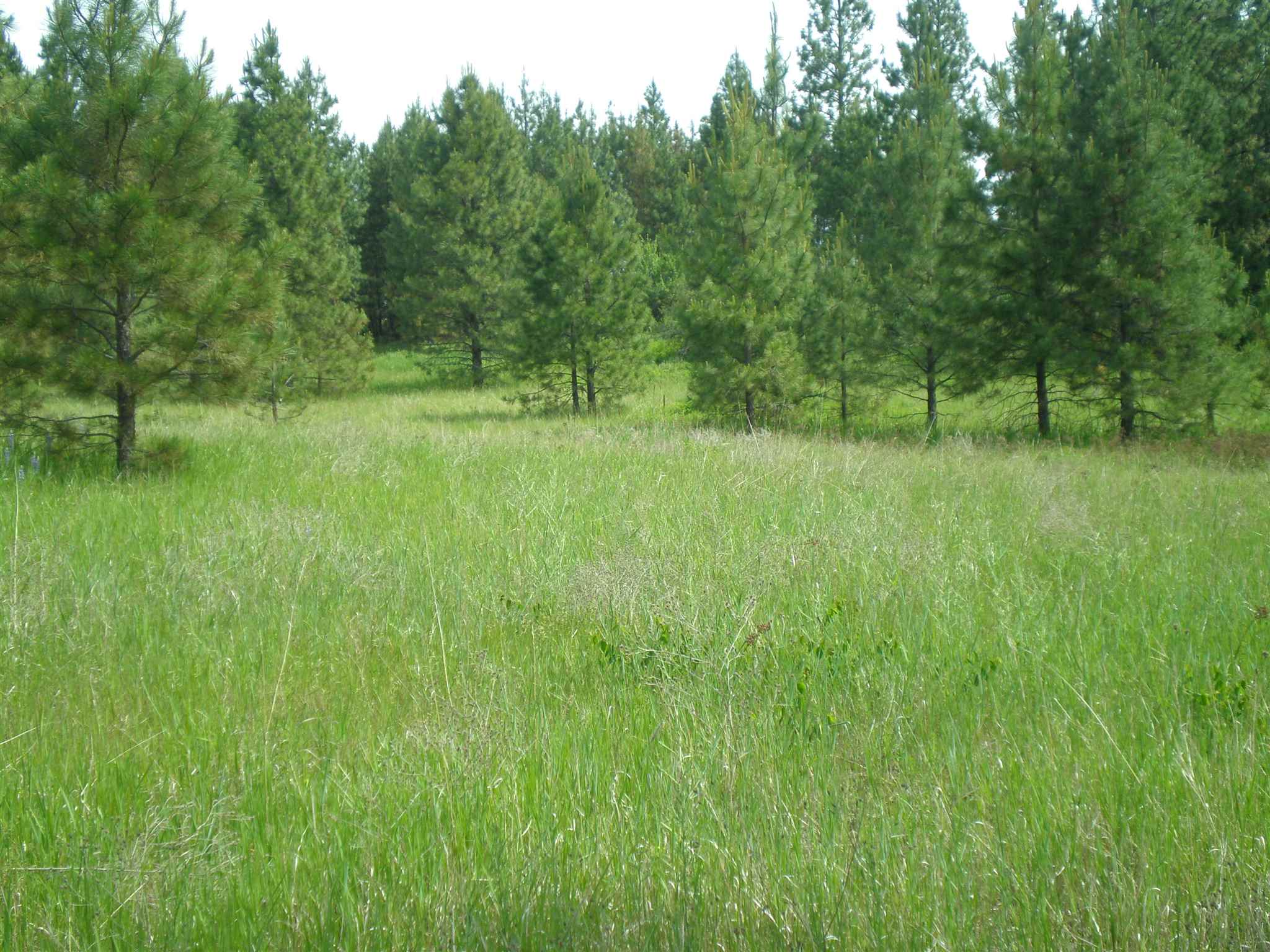 337 X Hoag Road Chewelah, WA 99109 - Photo 2 of 20 Gallery Image 2