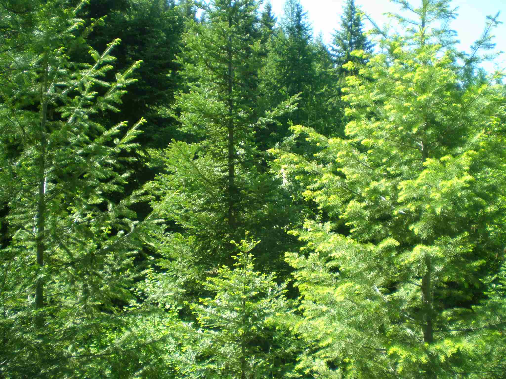 337 X Hoag Road Chewelah, WA 99109 - Photo 16 of 20 Gallery Image 16