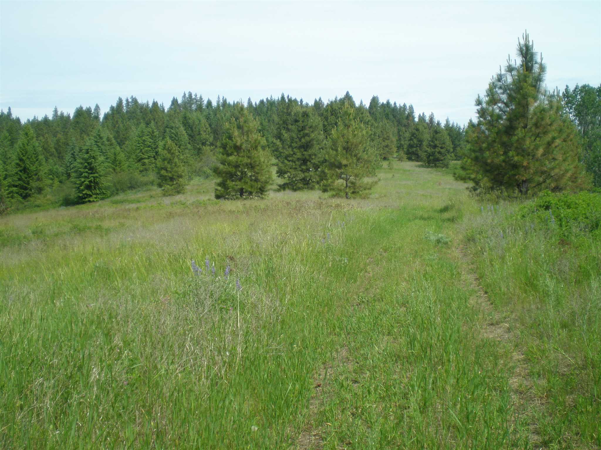 337 X Hoag Road Chewelah, WA 99109 - Photo 4 of 20 Gallery Image 4