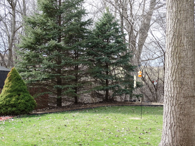 544 Birch Road Woodstock, IL 60098 - Photo 21 of 25 a view of backyard with green space