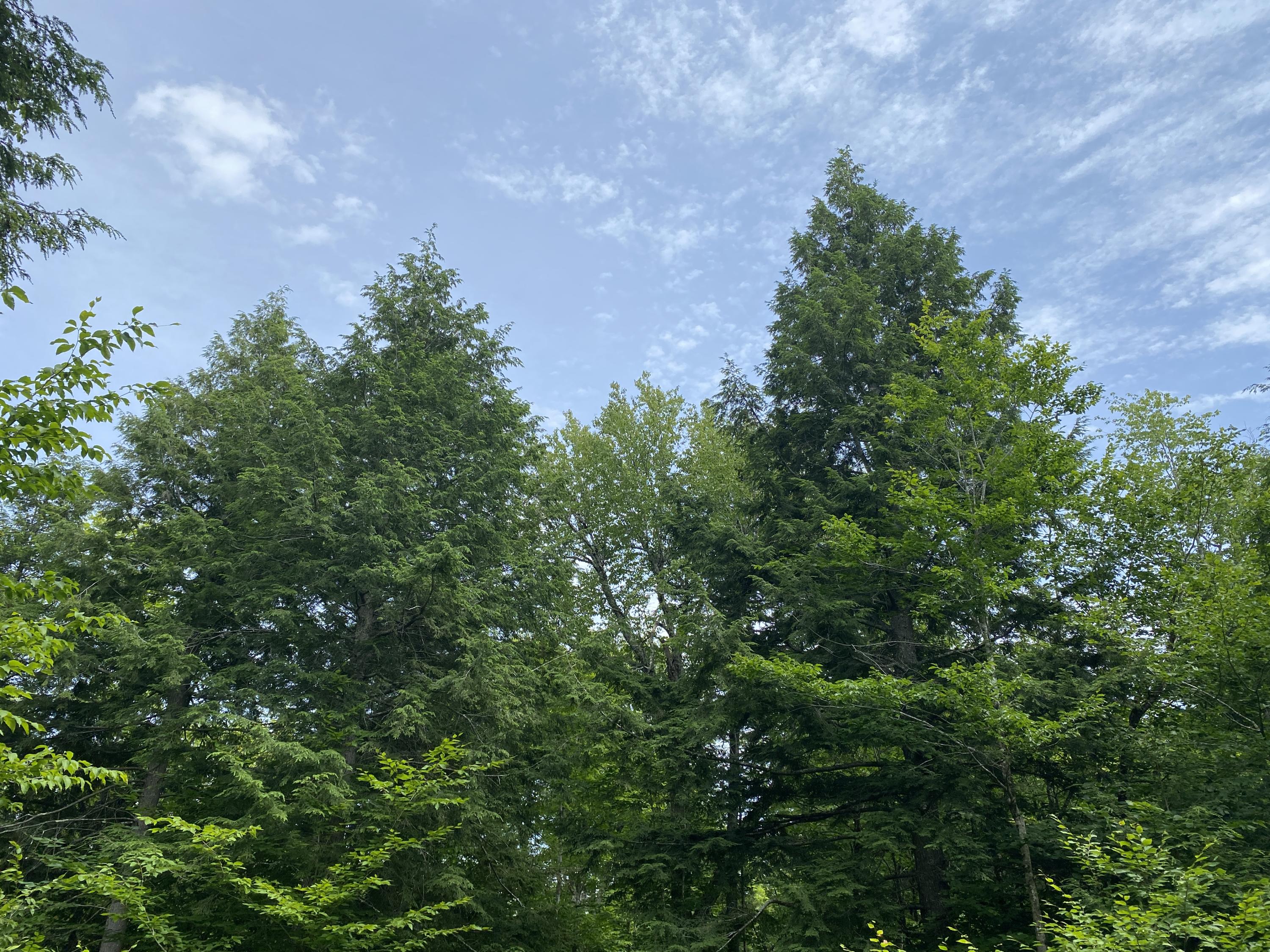 1511 Otis Road Ellsworth, ME 04605 - Photo 13 of 15 IMG_3913