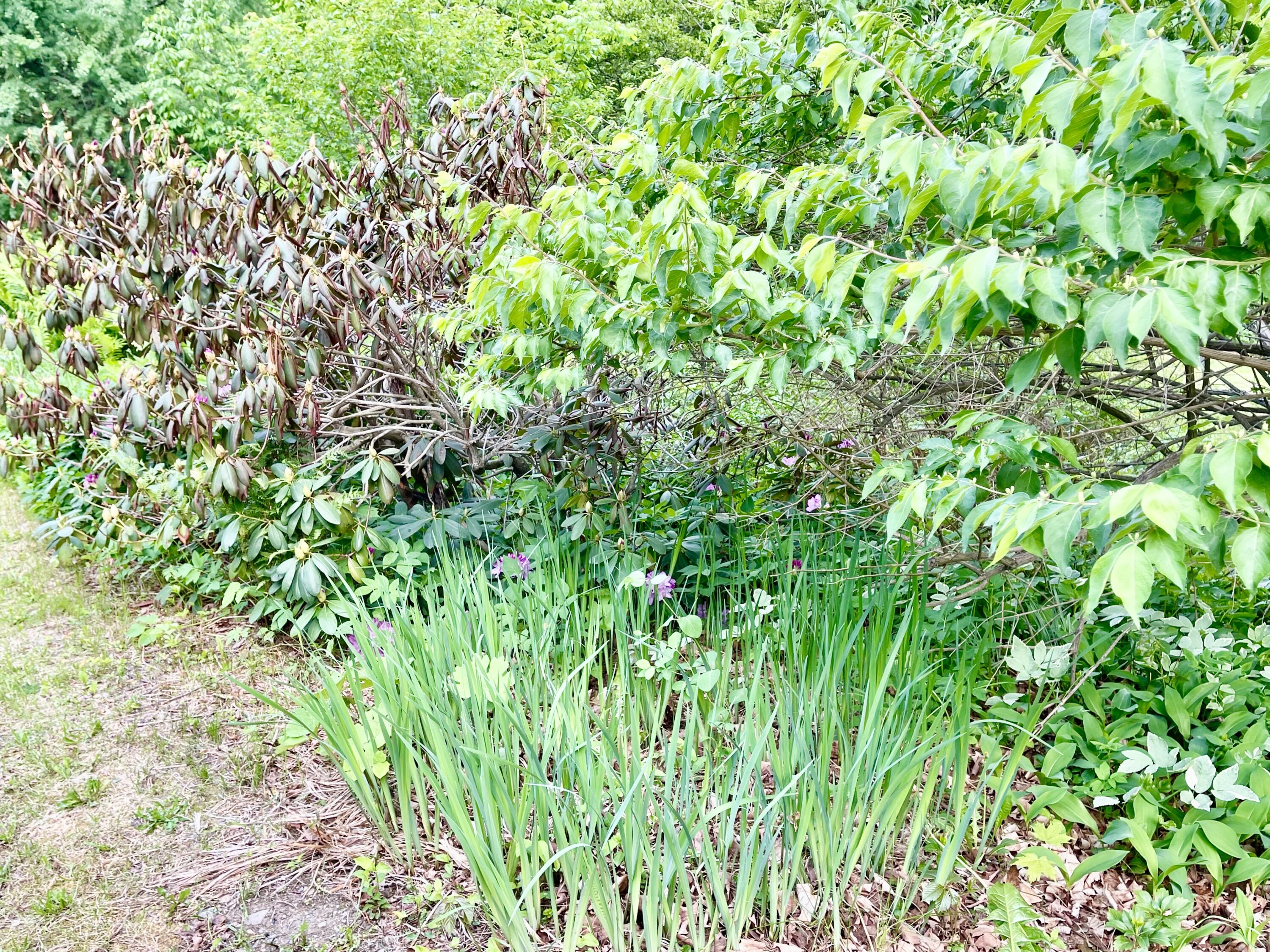 25 Day Road Garland, ME 04939 - Photo 36 of 92 Plants Galore!