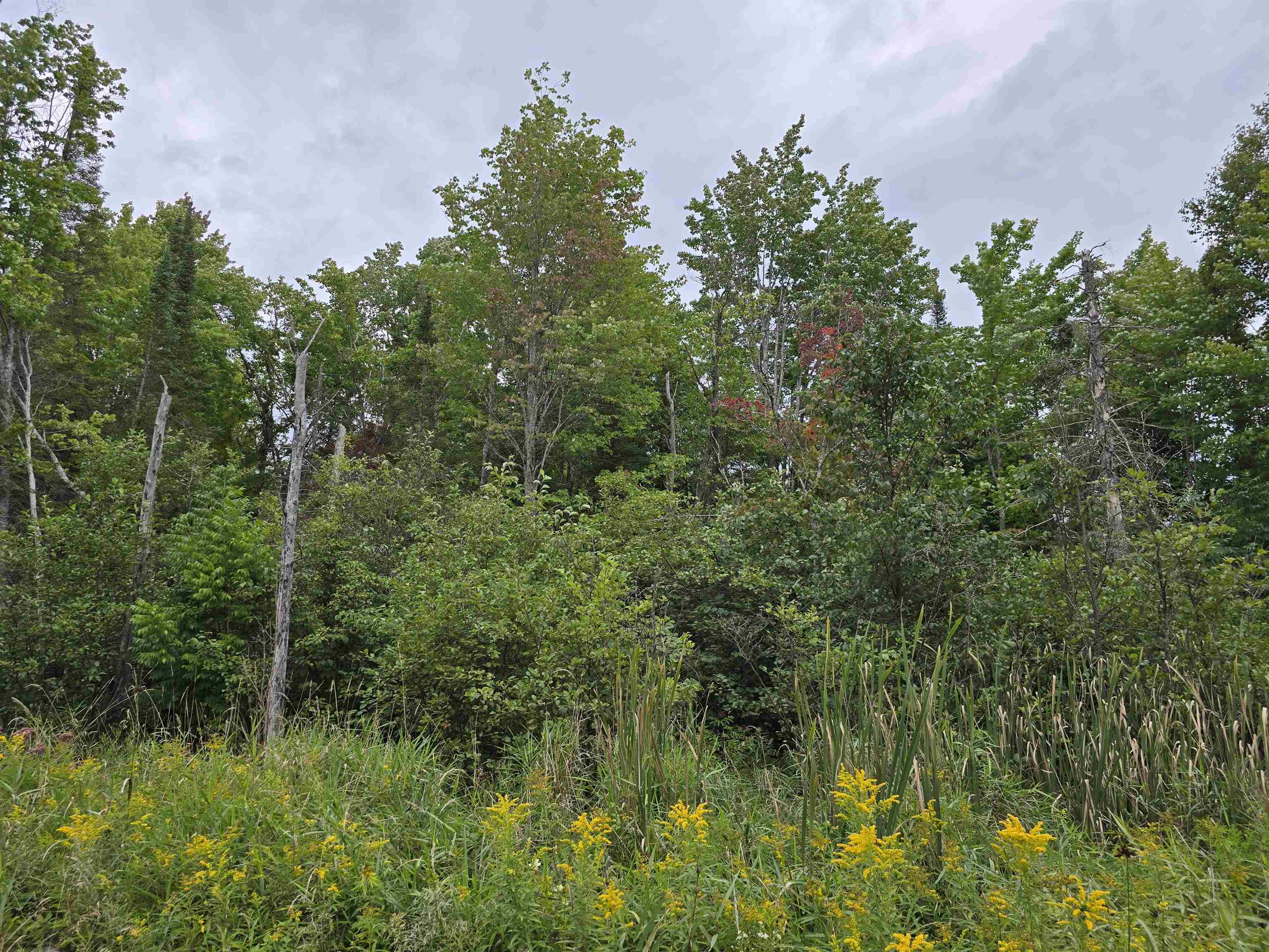 10.11-acres Golden Road Southeast Kalkaska, MI 49646 - Photo 6 of 17