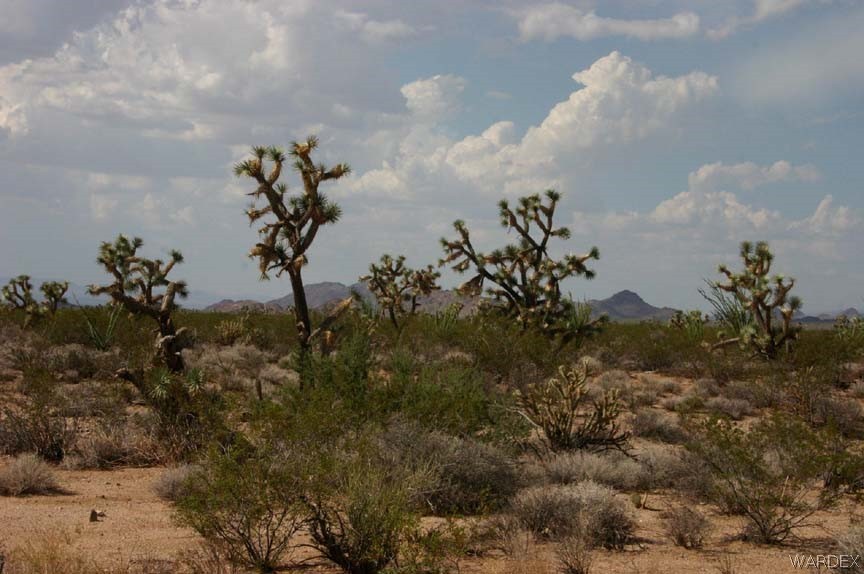 Lot B10 Howard Road Yucca, AZ 86438 - Photo 28 of 33 Gallery Image 28