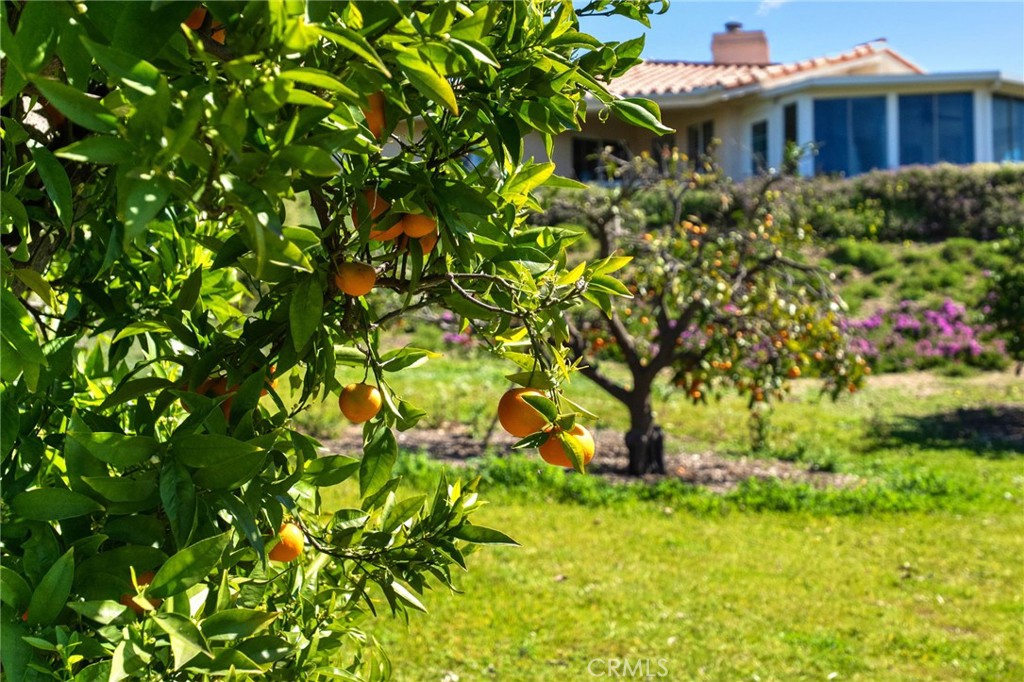 903 Crescent Bend Fallbrook, CA 92028 - Photo 35 of 50 Community Orchard