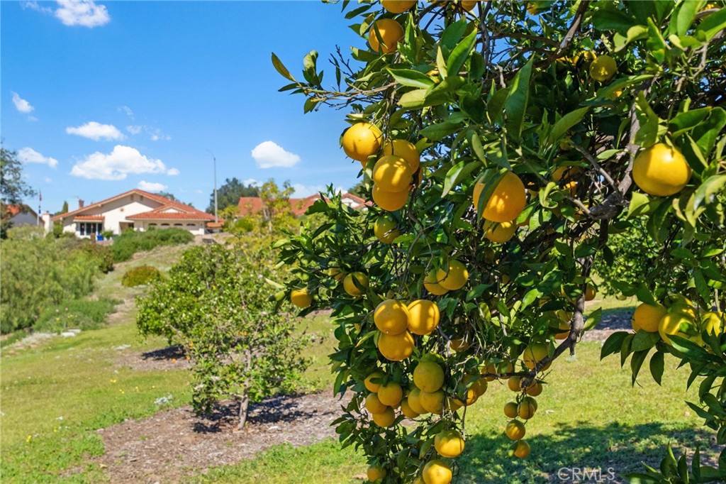 903 Crescent Bend Fallbrook, CA 92028 - Photo 39 of 50 Community Orchard