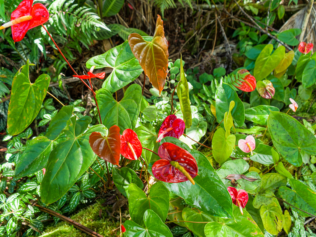1 9th Street Mountain View, HI 96771 - Photo 14 of 21 a view of a flower