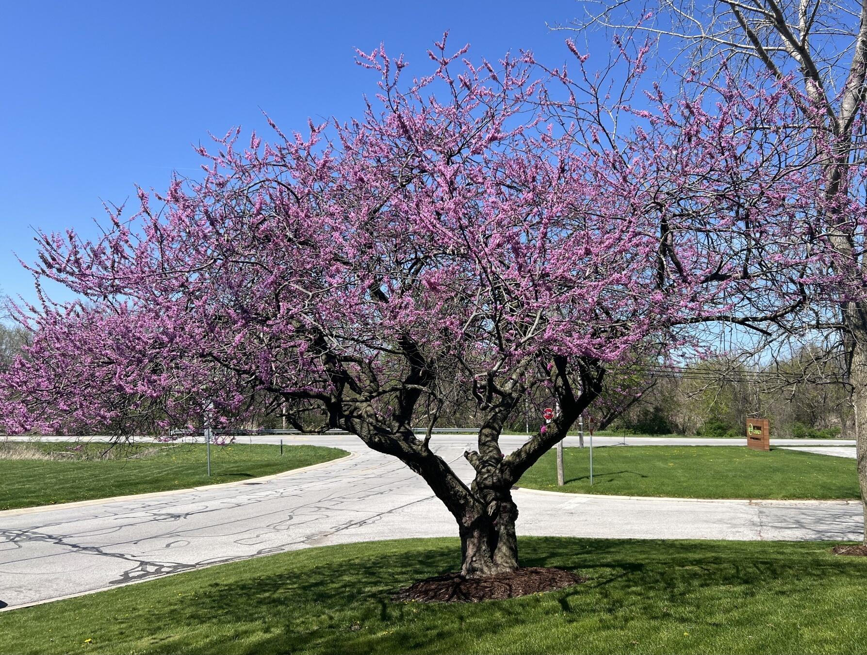 7315 Taney Place Merrillville, IN 46410 - Photo 22 of 26 a view of a yard with a tree