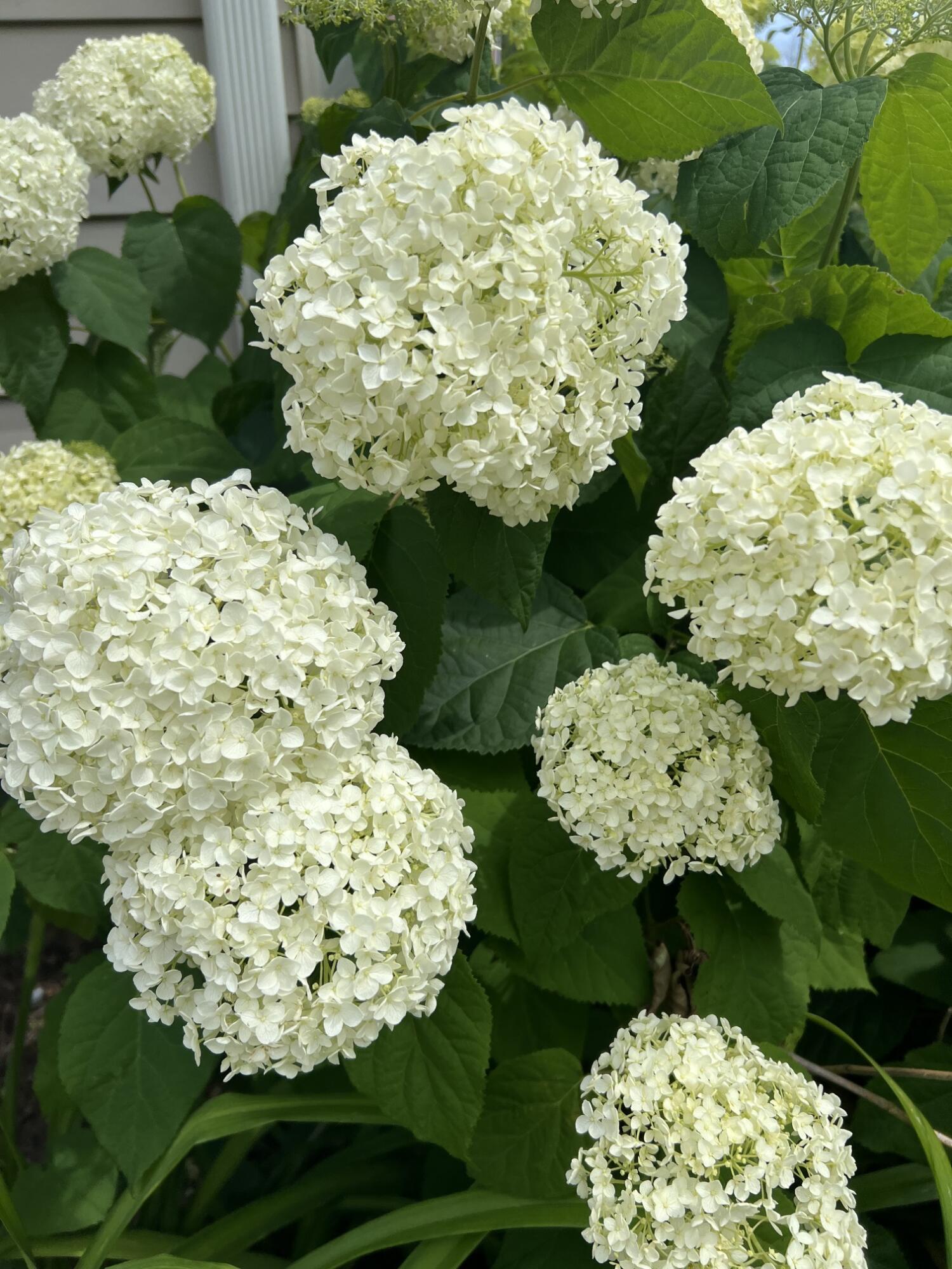 7315 Taney Place Merrillville, IN 46410 - Photo 24 of 26 a bunch of flowers in a garden